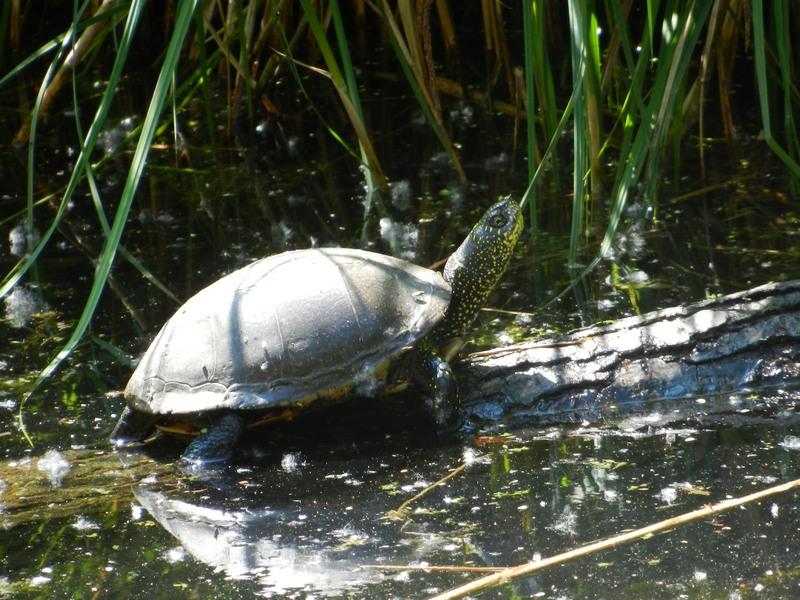 Emys orbicularis